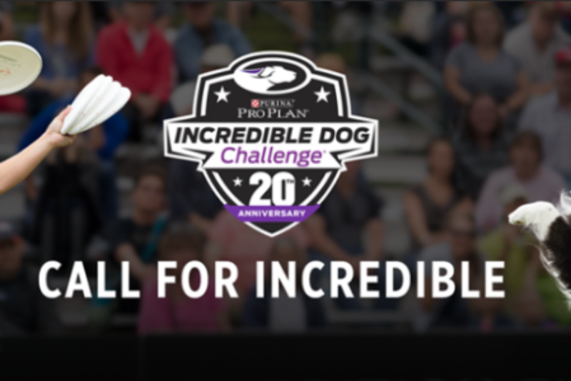 Win Trip to Dog Challenge in San Diego
