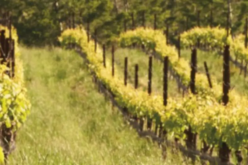 Win a Weekend Getaway to Sonoma Valley Wine Country